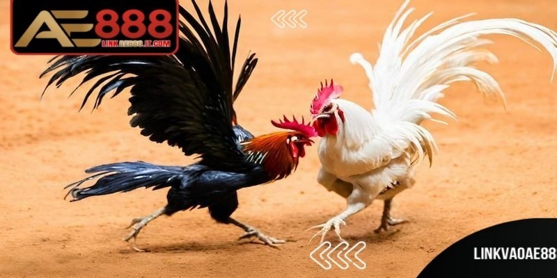 Các hình thức đá gà phổ biến trên AE888 gồm những loại nào?