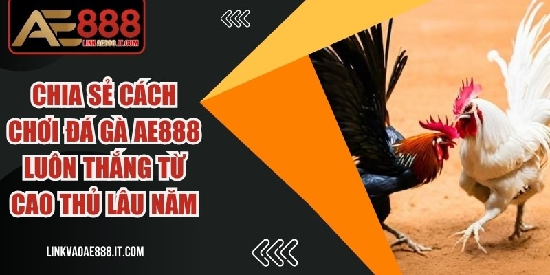 cách chơi đá gà AE888
