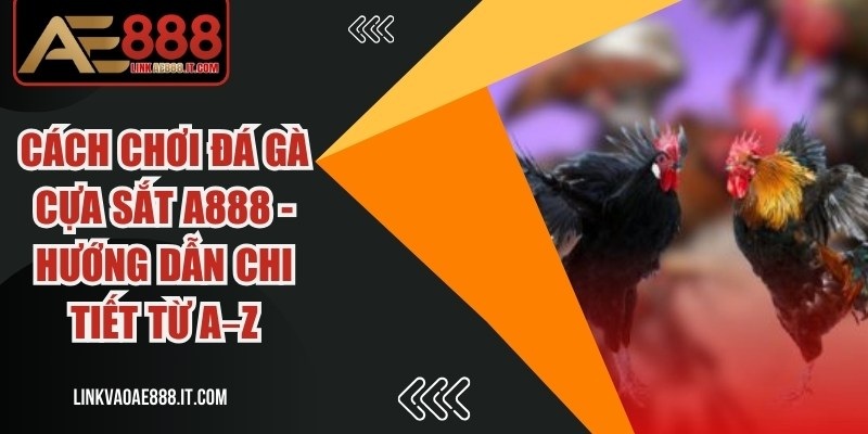 Cách Chơi Đá Gà Cựa Sắt A888