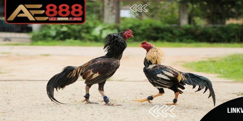 Người mới cần lưu ý gì khi áp dụng cách đúc gà đá AE888?