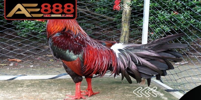 Chế độ ăn hợp lý sẽ là cách đúc gà đá AE888 hiệu quả