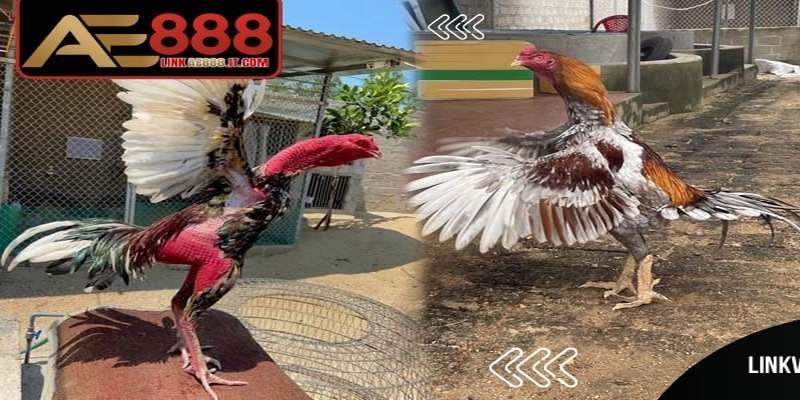 Gà bố nên là gà trống có thành tích thi đấu tốt, lối đá rõ ràng