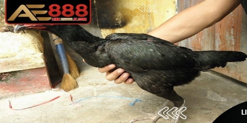 Cách đúc gà đá AE888 nhiều trống được rất nhiều người áp dụng