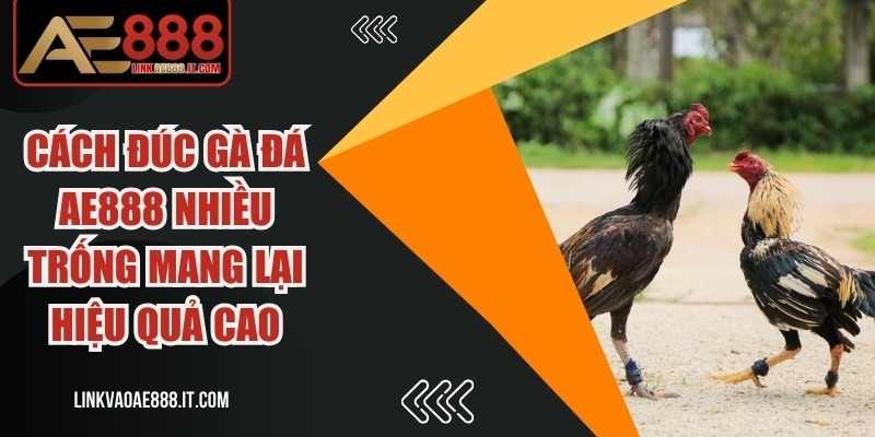 Cách Đúc Gà Đá AE888