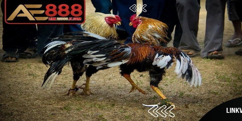 Đá Gà Ăn Tiền AE888 - Trải Nghiệm Trực Tuyến Minh Bạch 5 Đá gà ăn tiền AE888 được nhiều người lựa chọn nhờ hội nhiều ưu điểm