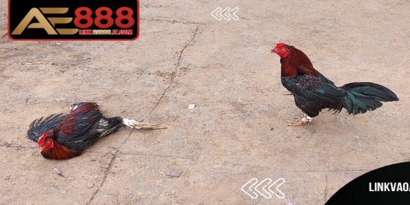 Đá Gà Ăn Tiền AE888 - Trải Nghiệm Trực Tuyến Minh Bạch 8 Đấu gà ăn tiền AE888 là hình thức đáng để theo dõi lâu dài