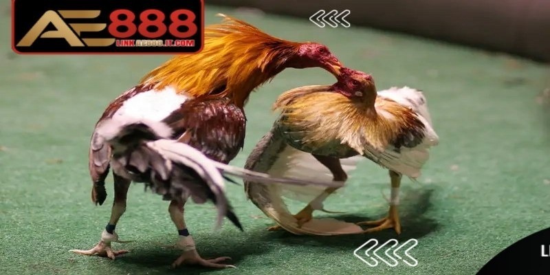 Đá Gà Cựa Dao AE888 - Trải Nghiệm Kịch Tính Tốc Độ Cao 8 Đá gà cựa dao AE888 vẫn phù hợp với người mới bắt đầu, chưa có kinh nghiệm