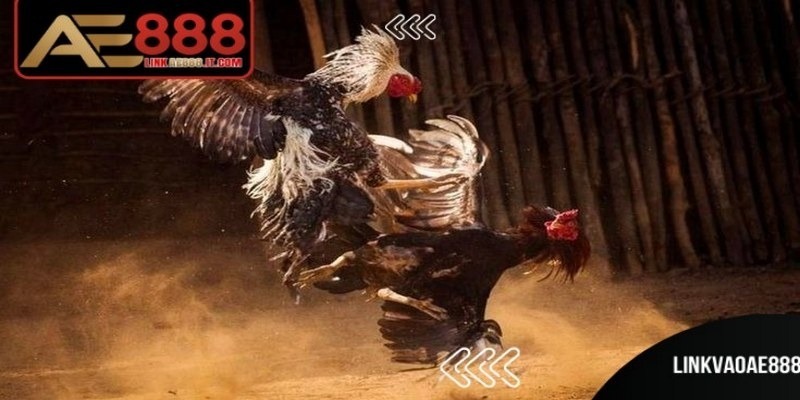 Đá gà Thomo AE888 là nền tảng phát sóng trận đấu từ trường gà danh tiếng