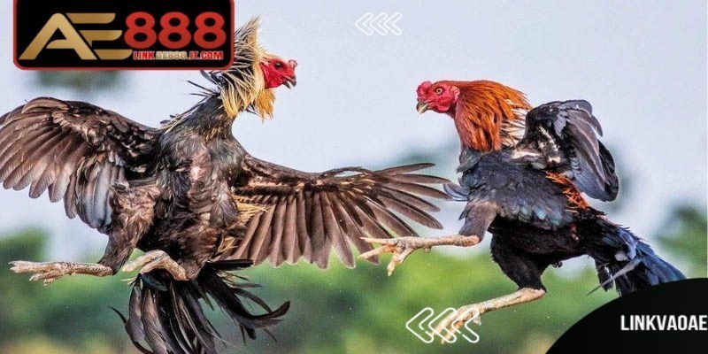 Đá Gà Trực Tiếp Casino AE888 - Sân Chơi Hấp Dẫn Hàng Đầu 7 Giao diện đấu gà trực tiếp casino AE888 được thiết kế đơn giản, dễ sử dụng