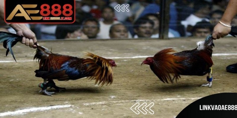 Đá Gà Trực Tiếp Casino AE888 - Sân Chơi Hấp Dẫn Hàng Đầu 6 Hướng dẫn tham gia đá gà trực tiếp casino AE888