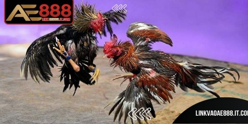 Đá Gà Trực Tiếp Casino AE888 - Sân Chơi Hấp Dẫn Hàng Đầu 5 Đá gà trực tiếp casino AE888 được truyền hình trực tiếp sắc nét