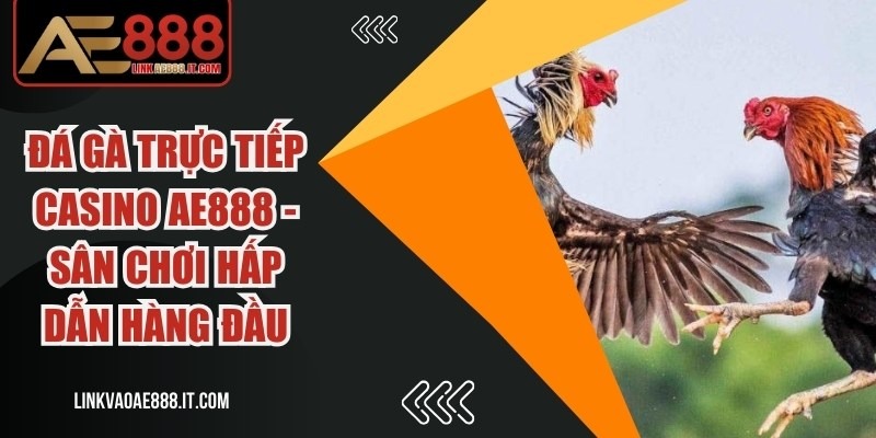 Đá Gà Trực Tiếp Casino AE888