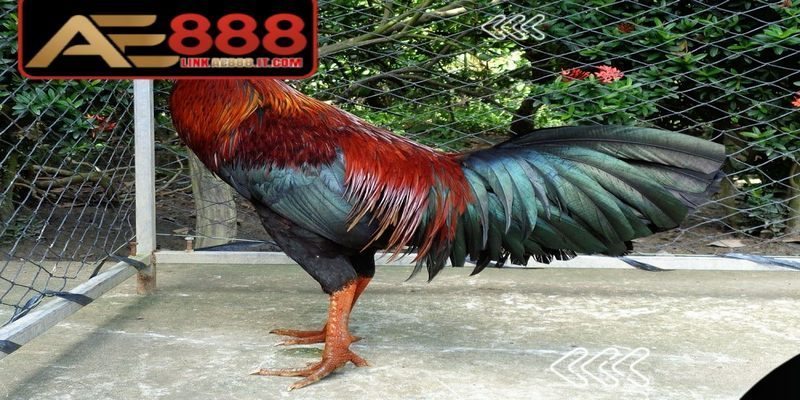 Gà đòn Thái Lan AE888 - Giống Chiến Kê Thi Đấu Đỉnh Cao 8 Gà đòn Thái Lan AE888 được xem là khoản đầu tư lâu dài đáng cân nhắc
