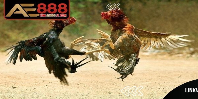 Gà đòn Thái Lan AE888 - Giống Chiến Kê Thi Đấu Đỉnh Cao 6 Phong cách thi đấu là yếu tố khiến gà đòn Thái Lan AE888 được đánh giá cao