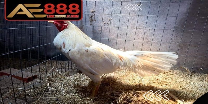Gà đòn Thái Lan AE888 - Giống Chiến Kê Thi Đấu Đỉnh Cao 7 Gà đòn Thái Lan chủ yếu được nuôi để đá đòn, thiên về sức mạnh