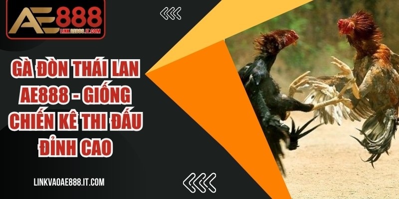 Gà đòn Thái Lan AE888
