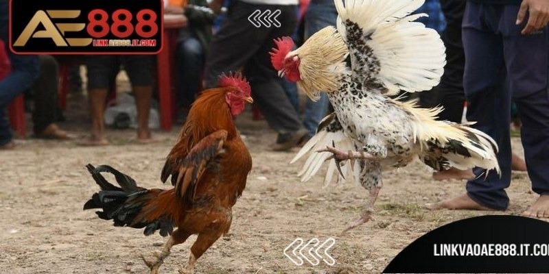 Thuật Ngữ Đá Gà AE888 - Tổng Hợp Khái Niệm Cần Biết 8 Hệ thống thuật ngữ đá gà AE888 khá ổn định và ít thay đổi theo thời gian