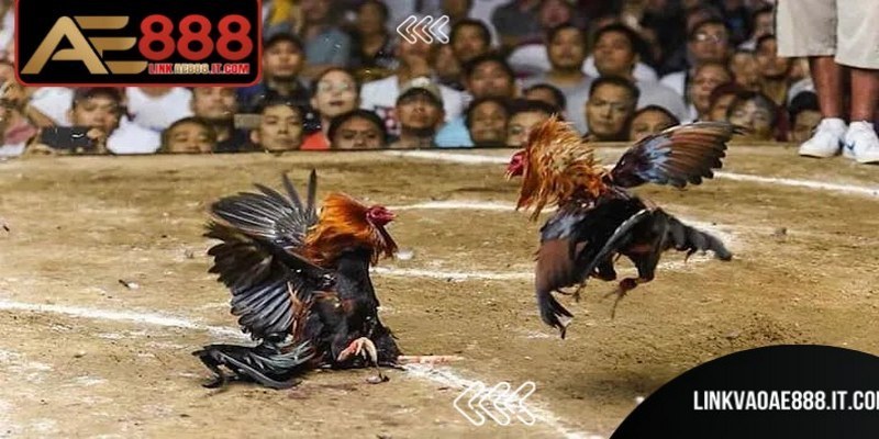 Thuật Ngữ Đá Gà AE888 - Tổng Hợp Khái Niệm Cần Biết 7 Thuật ngữ đá gà không quá khó nếu bạn tiếp cận theo từng nhóm khái niệm cụ thể