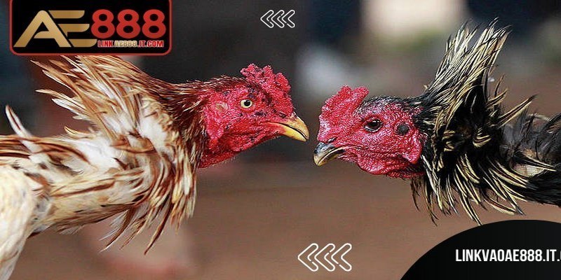 Kèo chấp AE888 được áp dụng nhằm cân bằng cơ hội thắng