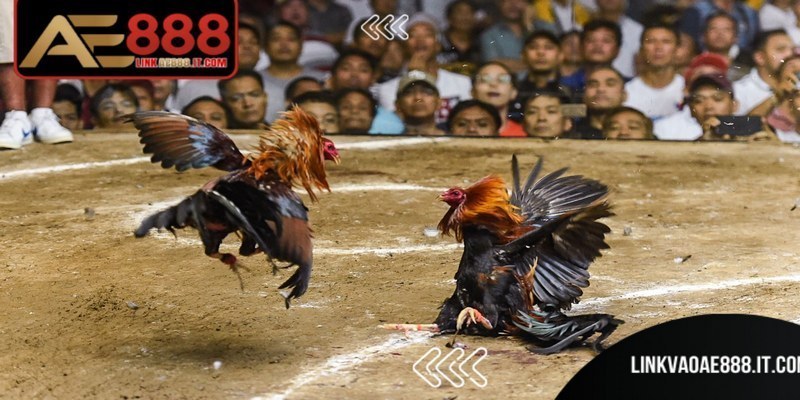 Kèo đồng banh xuất hiện khi hai chiến kê được nhận định ngang tài ngang sức