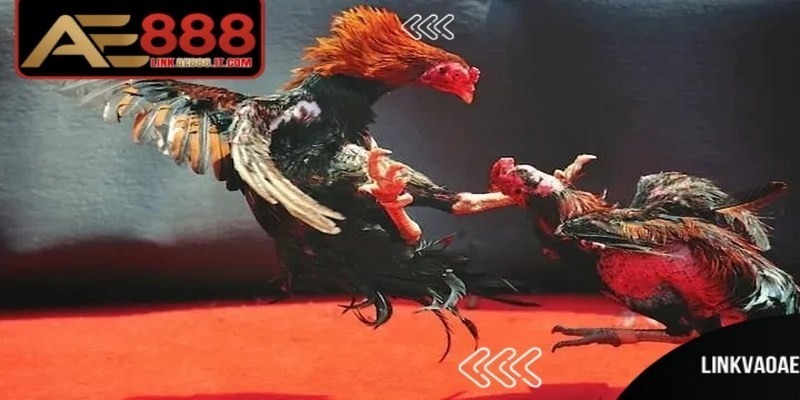 Sự quan trọng khi hiểu thuật ngữ trong đá gà AE888