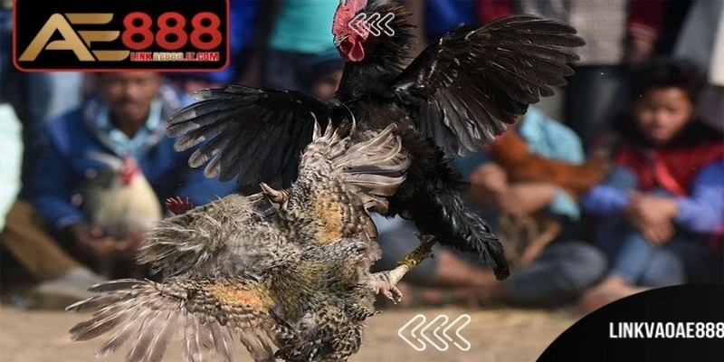 Thuật ngữ trong đá gà AE888 về dụng cụ